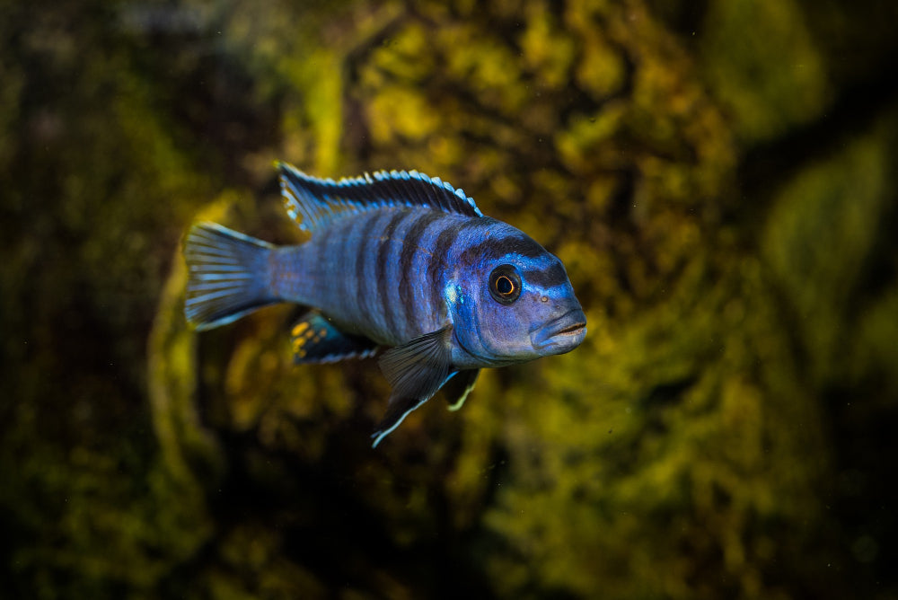 Dive into the World of Fishkeeping with The Pet Village Ltd